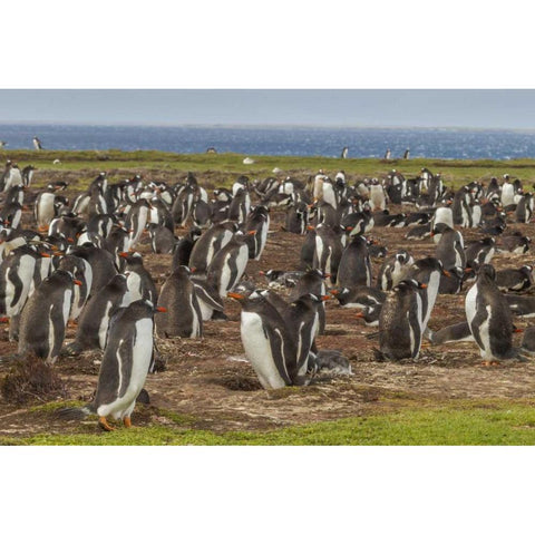 Falkland Islands, Bleaker Island Gentoo penguins Black Modern Wood Framed Art Print by Illg, Cathy and Gordon