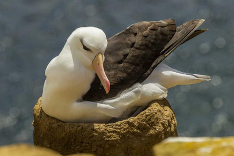 Saunders Island Black-browed albatross on nest Black Ornate Wood Framed Art Print with Double Matting by Illg, Cathy and Gordon