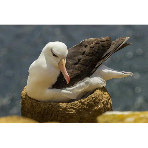 Saunders Island Black-browed albatross on nest Black Modern Wood Framed Art Print by Illg, Cathy and Gordon