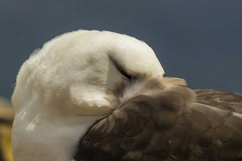 Saunders Island Black-browed albatross resting Black Ornate Wood Framed Art Print with Double Matting by Illg, Cathy and Gordon