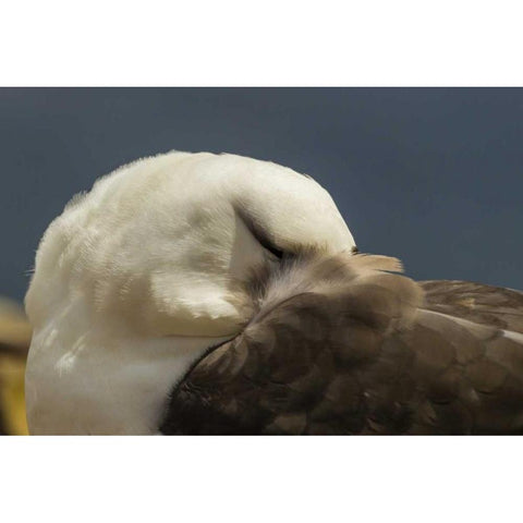 Saunders Island Black-browed albatross resting Black Modern Wood Framed Art Print by Illg, Cathy and Gordon