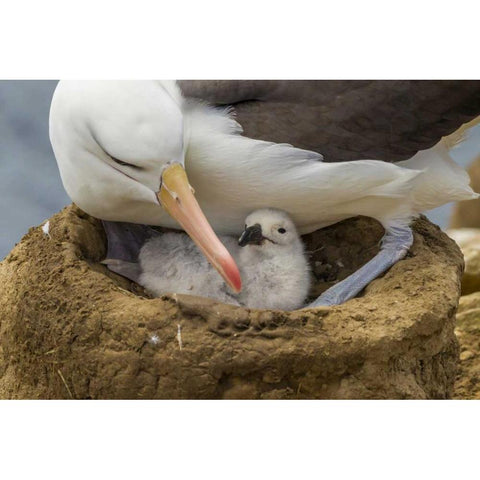 Saunders Island Black-browed albatross and chick White Modern Wood Framed Art Print by Illg, Cathy and Gordon