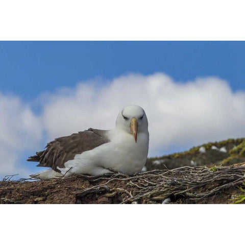 Saunders Island Black-browed albatross resting Black Modern Wood Framed Art Print by Illg, Cathy and Gordon