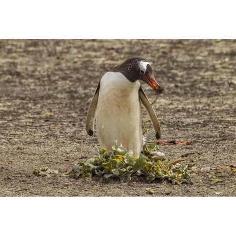 Saunders Isl Gentoo penguin with nest material Black Modern Wood Framed Art Print by Illg, Cathy and Gordon