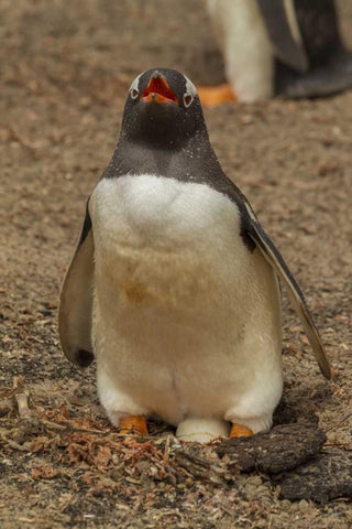 Saunders Isl, Gentoo penguin with egg Black Ornate Wood Framed Art Print with Double Matting by Illg, Cathy and Gordon