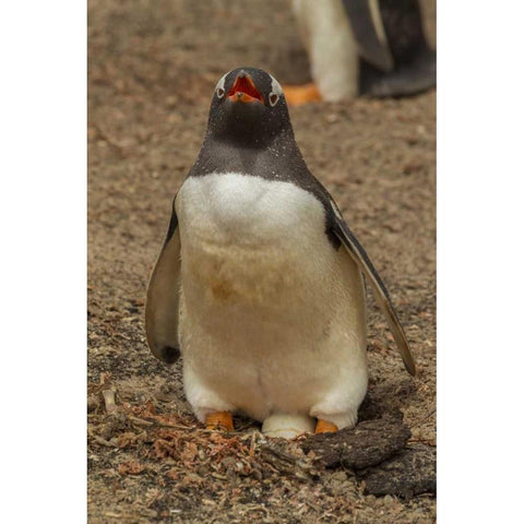 Saunders Isl, Gentoo penguin with egg Black Modern Wood Framed Art Print by Illg, Cathy and Gordon