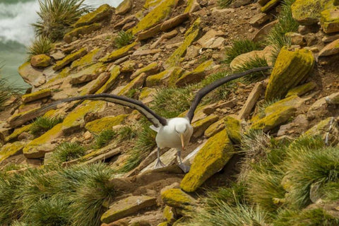 Saunders Island Black-browed albatross White Modern Wood Framed Art Print with Double Matting by Illg, Cathy and Gordon