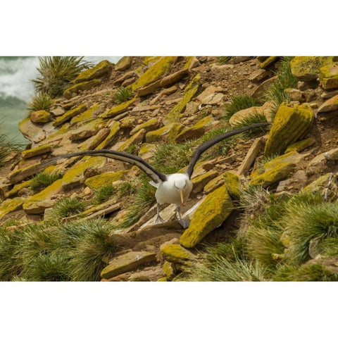 Saunders Island Black-browed albatross Black Modern Wood Framed Art Print by Illg, Cathy and Gordon