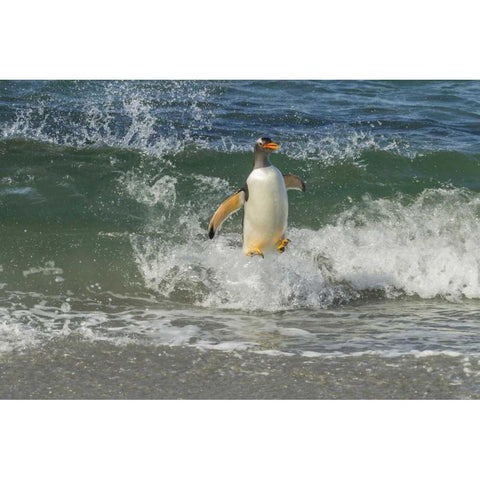 Sea Lion Island Gentoo penguin surfing on shore Black Modern Wood Framed Art Print by Illg, Cathy and Gordon