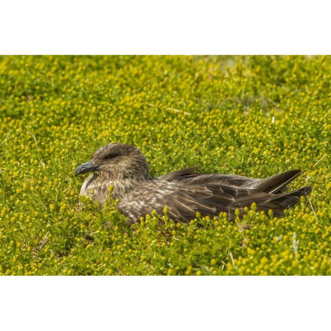 Sea Lion Island Falkland skua on nest Gold Ornate Wood Framed Art Print with Double Matting by Illg, Cathy and Gordon