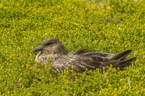 Sea Lion Island Falkland skua on nest White Modern Wood Framed Art Print with Double Matting by Illg, Cathy and Gordon