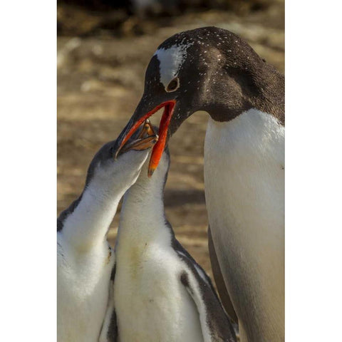 Sea Lion Island Gentoo penguin feeding chicks White Modern Wood Framed Art Print by Illg, Cathy and Gordon