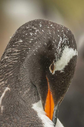 Bleaker Island Gentoo penguin adult preening Black Ornate Wood Framed Art Print with Double Matting by Illg, Cathy and Gordon