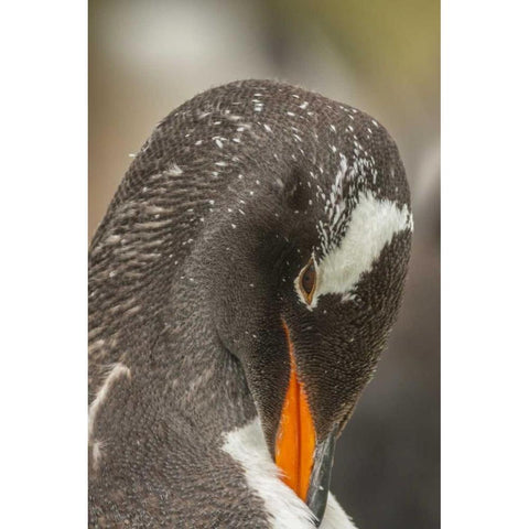 Bleaker Island Gentoo penguin adult preening Black Modern Wood Framed Art Print by Illg, Cathy and Gordon