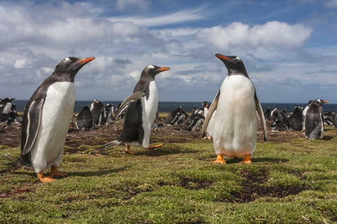 Falkland Islands, Bleaker Island Gentoo penguins Black Ornate Wood Framed Art Print with Double Matting by Illg, Cathy and Gordon