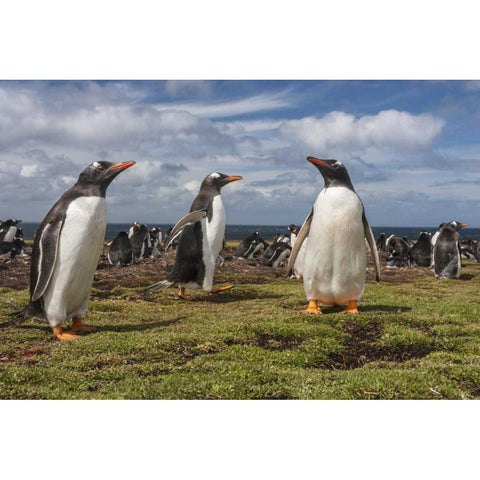 Falkland Islands, Bleaker Island Gentoo penguins Black Modern Wood Framed Art Print by Illg, Cathy and Gordon