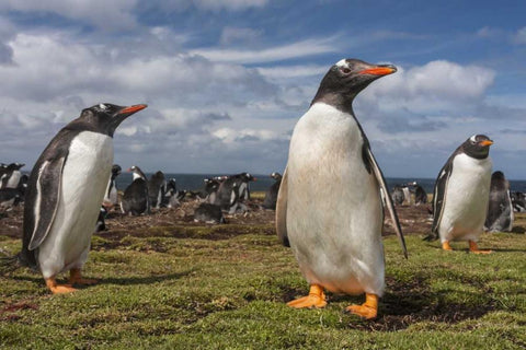 Falkland Islands, Bleaker Island Gentoo penguins White Modern Wood Framed Art Print with Double Matting by Illg, Cathy and Gordon