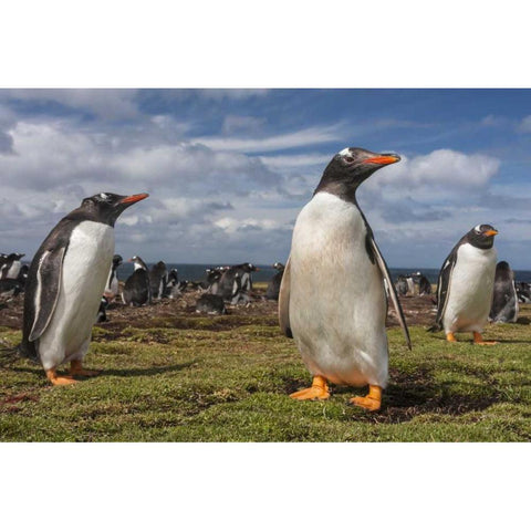 Falkland Islands, Bleaker Island Gentoo penguins Black Modern Wood Framed Art Print by Illg, Cathy and Gordon