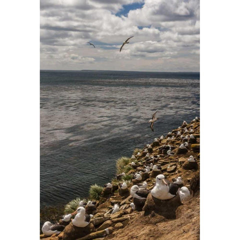 Saunders Island Black-browed albatross colony Black Modern Wood Framed Art Print by Illg, Cathy and Gordon