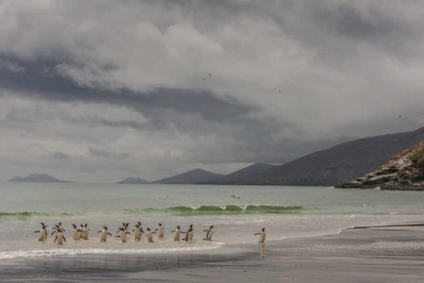 Saunders Island Gentoo penguins coming ashore Black Ornate Wood Framed Art Print with Double Matting by Illg, Cathy and Gordon