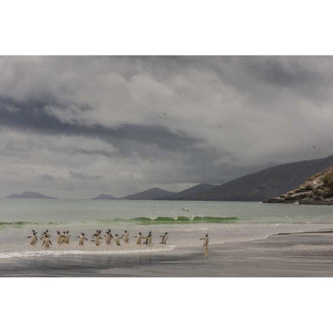 Saunders Island Gentoo penguins coming ashore Black Modern Wood Framed Art Print by Illg, Cathy and Gordon