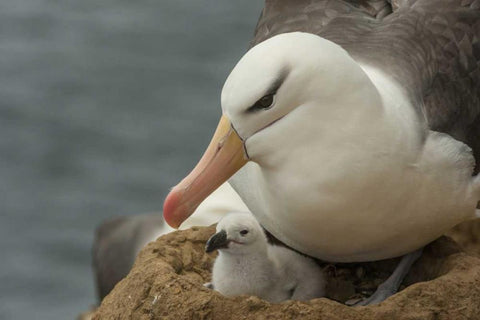 Saunders Island Black-browed albatross and chick Black Ornate Wood Framed Art Print with Double Matting by Illg, Cathy and Gordon