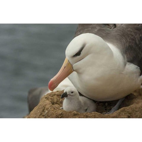 Saunders Island Black-browed albatross and chick Black Modern Wood Framed Art Print by Illg, Cathy and Gordon