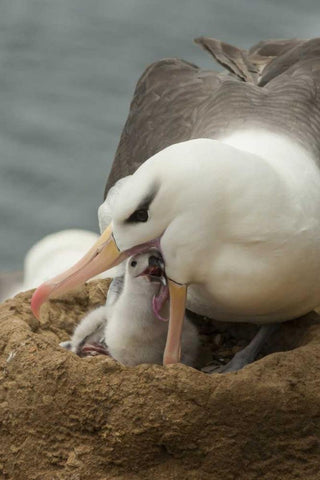 Saunders Island Black-browed albatross and chick Black Ornate Wood Framed Art Print with Double Matting by Illg, Cathy and Gordon