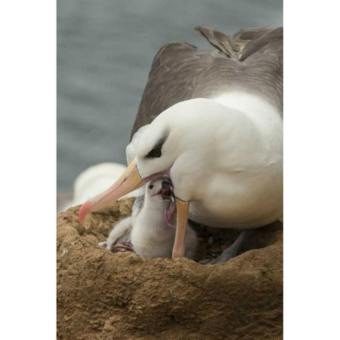 Saunders Island Black-browed albatross and chick Black Modern Wood Framed Art Print by Illg, Cathy and Gordon