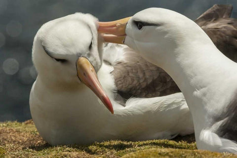 Saunders Island Black-browed albatross courtship White Modern Wood Framed Art Print with Double Matting by Illg, Cathy and Gordon