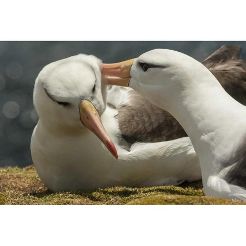 Saunders Island Black-browed albatross courtship Black Modern Wood Framed Art Print by Illg, Cathy and Gordon