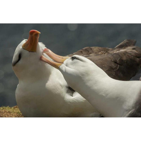 Saunders Island Black-browed albatross courtship Black Modern Wood Framed Art Print by Illg, Cathy and Gordon