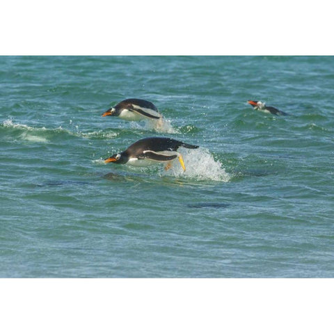 Sea Lion Island Gentoo penguins porpoising Black Modern Wood Framed Art Print by Illg, Cathy and Gordon