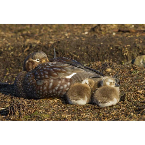 Bleaker Island Steamer duck and chicks Black Modern Wood Framed Art Print by Illg, Cathy and Gordon