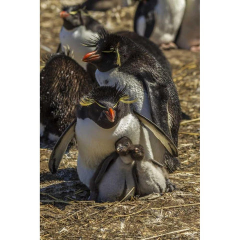 Bleaker Island Rockhopper penguin family Black Modern Wood Framed Art Print by Illg, Cathy and Gordon