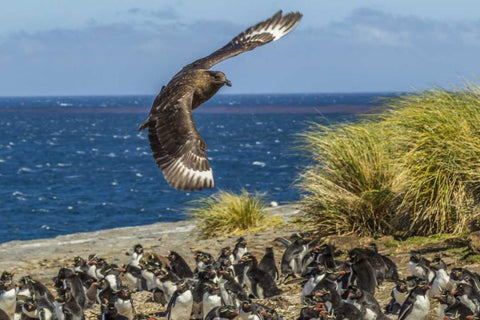 Bleaker Island Falkland skua over penguin colony Black Ornate Wood Framed Art Print with Double Matting by Illg, Cathy and Gordon