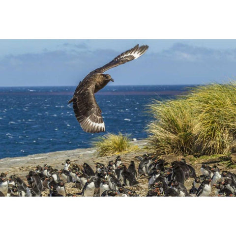 Bleaker Island Falkland skua over penguin colony Black Modern Wood Framed Art Print by Illg, Cathy and Gordon