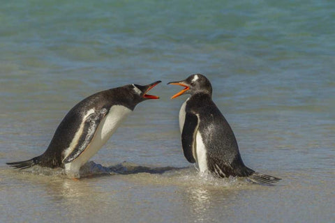 Bleaker Island Gentoo penguins arguing White Modern Wood Framed Art Print with Double Matting by Illg, Cathy and Gordon