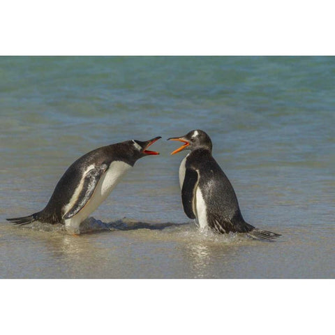 Bleaker Island Gentoo penguins arguing Black Modern Wood Framed Art Print by Illg, Cathy and Gordon