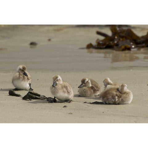 Carcass Island Steamer duck ducklings on beach Black Modern Wood Framed Art Print by Illg, Cathy and Gordon