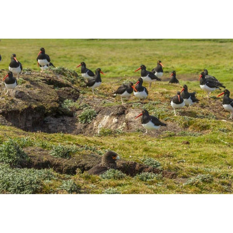 Carcass Island Magellanic oystercatchers on edge Black Modern Wood Framed Art Print by Illg, Cathy and Gordon