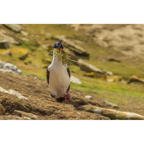 Carcass Island Imperial shag with nest material Black Modern Wood Framed Art Print by Illg, Cathy and Gordon