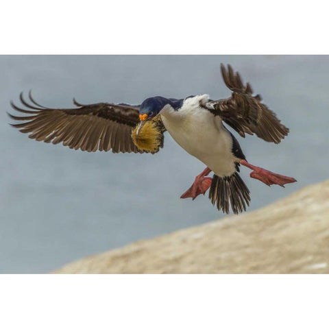 Carcass Island Imperial shag with nest material Black Modern Wood Framed Art Print by Illg, Cathy and Gordon