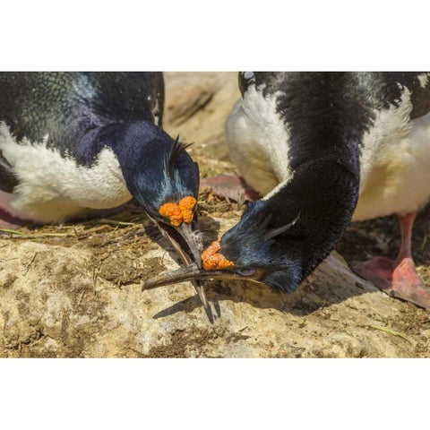 Carcass Island Imperial shags in conflict Gold Ornate Wood Framed Art Print with Double Matting by Illg, Cathy and Gordon