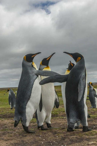 Falkland Islands, Volunteer Point King penguins Black Ornate Wood Framed Art Print with Double Matting by Illg, Cathy and Gordon