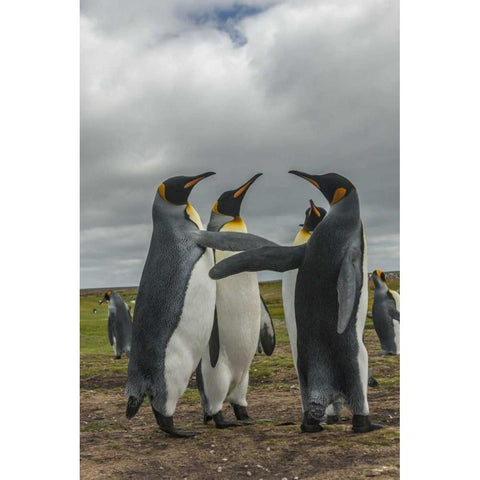 Falkland Islands, Volunteer Point King penguins Black Modern Wood Framed Art Print by Illg, Cathy and Gordon