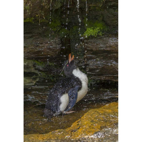 Saunders Island Rockhopper penguin bathing Black Modern Wood Framed Art Print by Illg, Cathy and Gordon