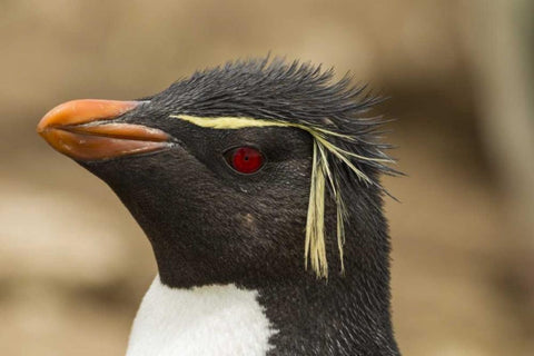 Saunders Island Rockhopper penguin portrait White Modern Wood Framed Art Print with Double Matting by Illg, Cathy and Gordon