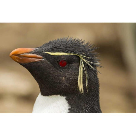 Saunders Island Rockhopper penguin portrait Black Modern Wood Framed Art Print by Illg, Cathy and Gordon