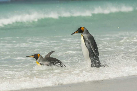 East Falkland King penguins in beach surf White Modern Wood Framed Art Print with Double Matting by Illg, Cathy and Gordon